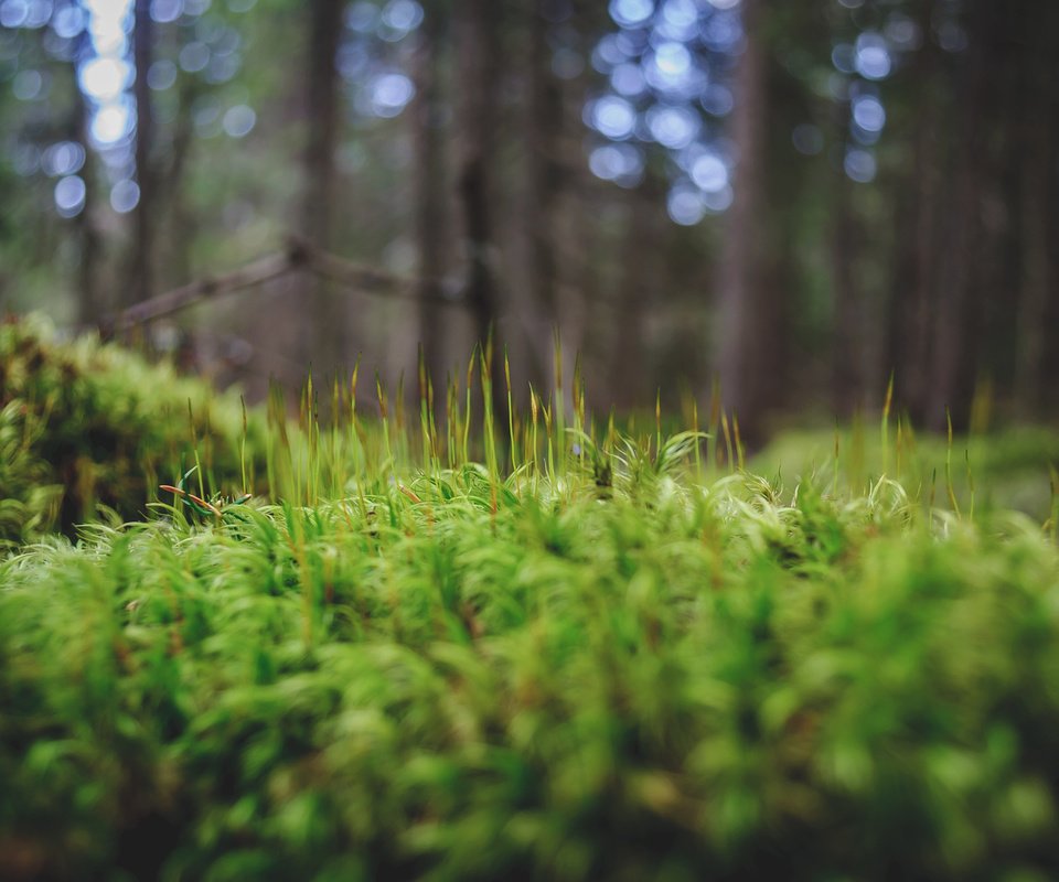 Обои трава, деревья, зелень, лес, макро, мох, andrei pavel, grass, trees, greens, forest, macro, moss разрешение 2048x1360 Загрузить