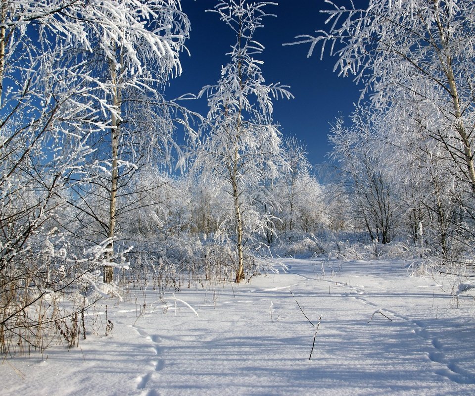 Обои деревья, снег, зима, мороз, россия, следы, trees, snow, winter, frost, russia, traces разрешение 3602x2398 Загрузить