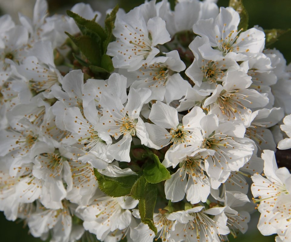 Обои цветы, ветка, цветение, листья, черешня, весна, flowers, branch, flowering, leaves, cherry, spring разрешение 2048x1365 Загрузить