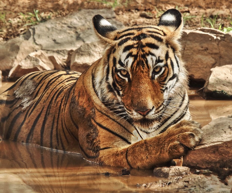 Обои тигр, природа, камни, водоем, дикие кошки, зоопарк, большие кошки, tiger, nature, stones, pond, wild cats, zoo, big cats разрешение 3602x2026 Загрузить