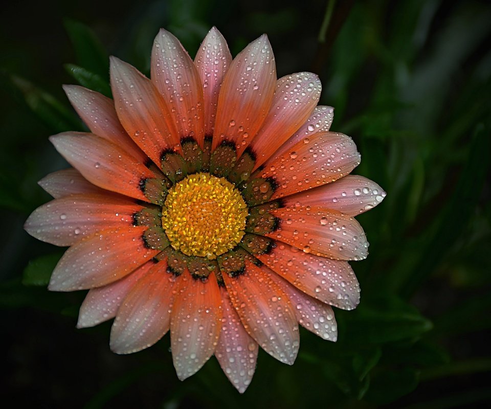 Обои макро, фон, цветок, капли, лепестки, газания, macro, background, flower, drops, petals, gazania разрешение 6000x4000 Загрузить