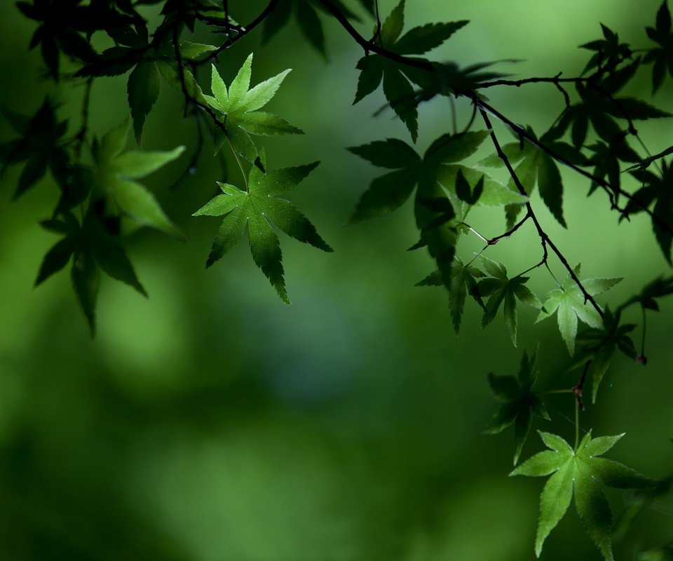 Обои зелень, листья, ветки, размытость, клен, greens, leaves, branches, blur, maple разрешение 2000x1333 Загрузить