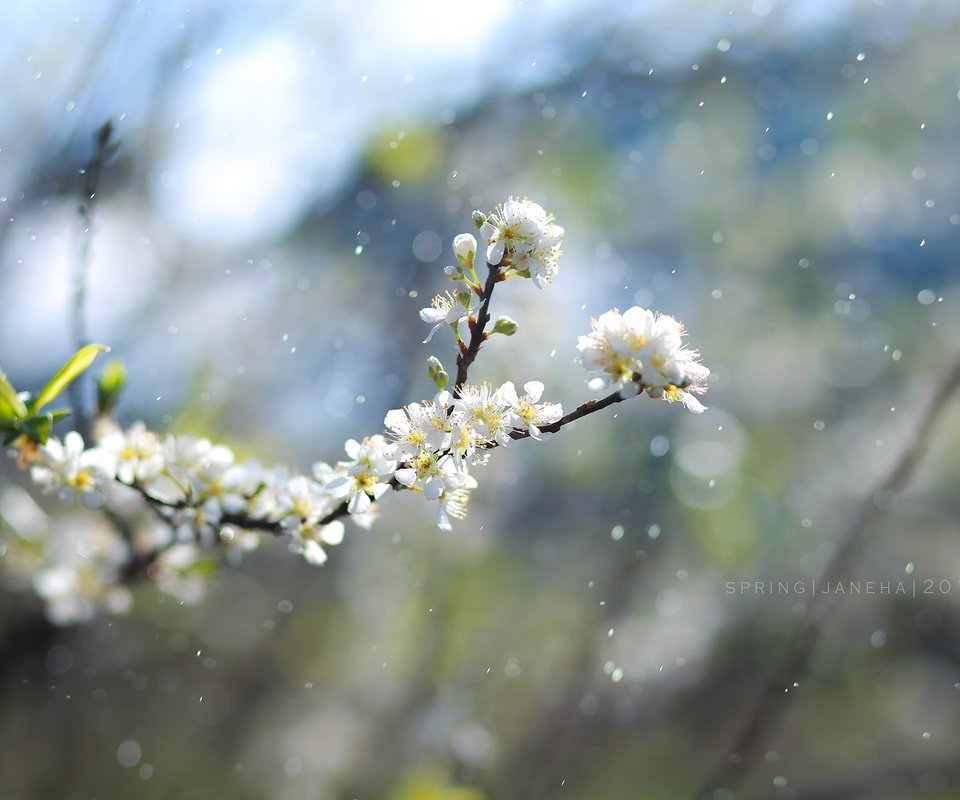 Обои цветы, ветка, цветение, размытость, весна, jane, flowers, branch, flowering, blur, spring разрешение 2560x1600 Загрузить