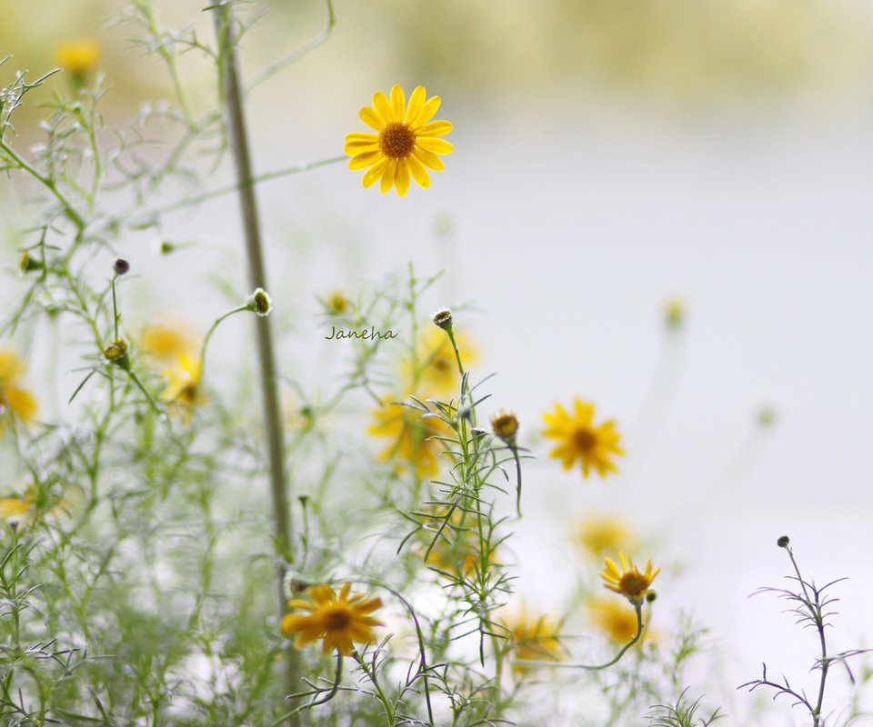 Обои цветы, лепестки, стебли, желтые, боке, flowers, petals, stems, yellow, bokeh разрешение 3840x2400 Загрузить