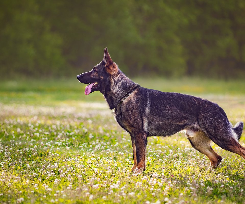 Обои собака, профиль, язык, полевые цветы, немецкая овчарка, dog, profile, language, wildflowers, german shepherd разрешение 1920x1200 Загрузить