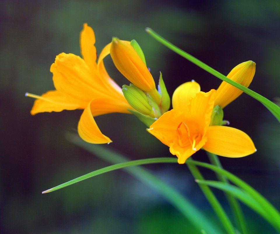 Обои цветы, стебли, боке, желтые цветы, лилейник, flowers, stems, bokeh, yellow flowers, daylilies разрешение 5184x3456 Загрузить