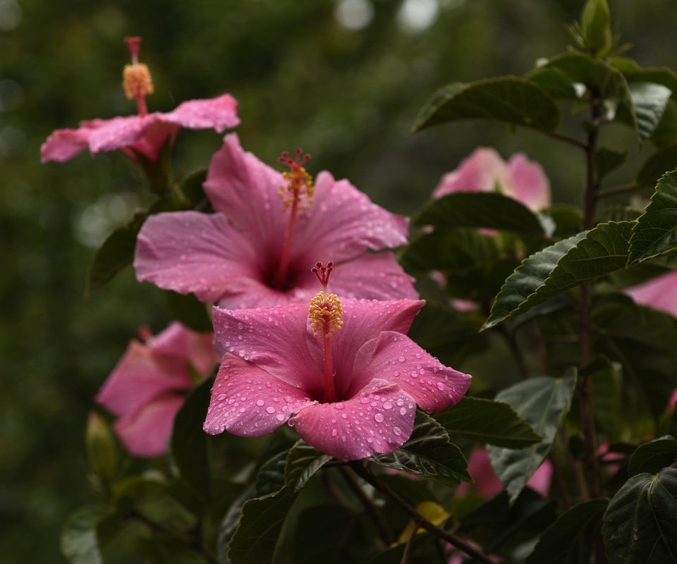 Обои цветы, капли, лепестки, тычинки, листики, гибискус, flowers, drops, petals, stamens, leaves, hibiscus разрешение 2048x1300 Загрузить