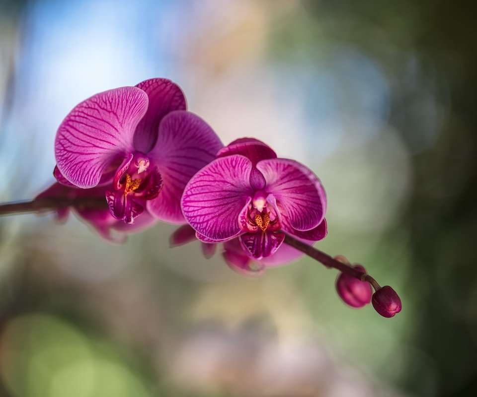 Обои цветы, цветение, лепестки, орхидея, фаленопсис, flowers, flowering, petals, orchid, phalaenopsis разрешение 2500x1779 Загрузить