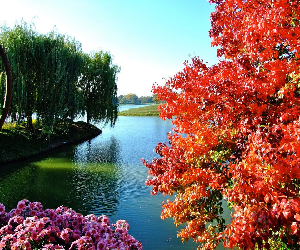 Обои небо, цветы, деревья, озеро, осень, the sky, flowers, trees, lake, autumn разрешение 2700x2025 Загрузить