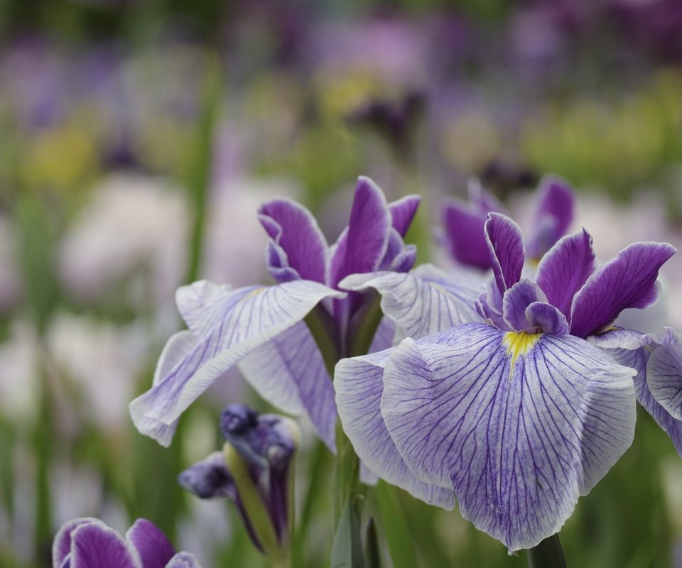 Обои цветы, макро, лепестки, сад, размытость, ирис, flowers, macro, petals, garden, blur, iris разрешение 1920x1280 Загрузить