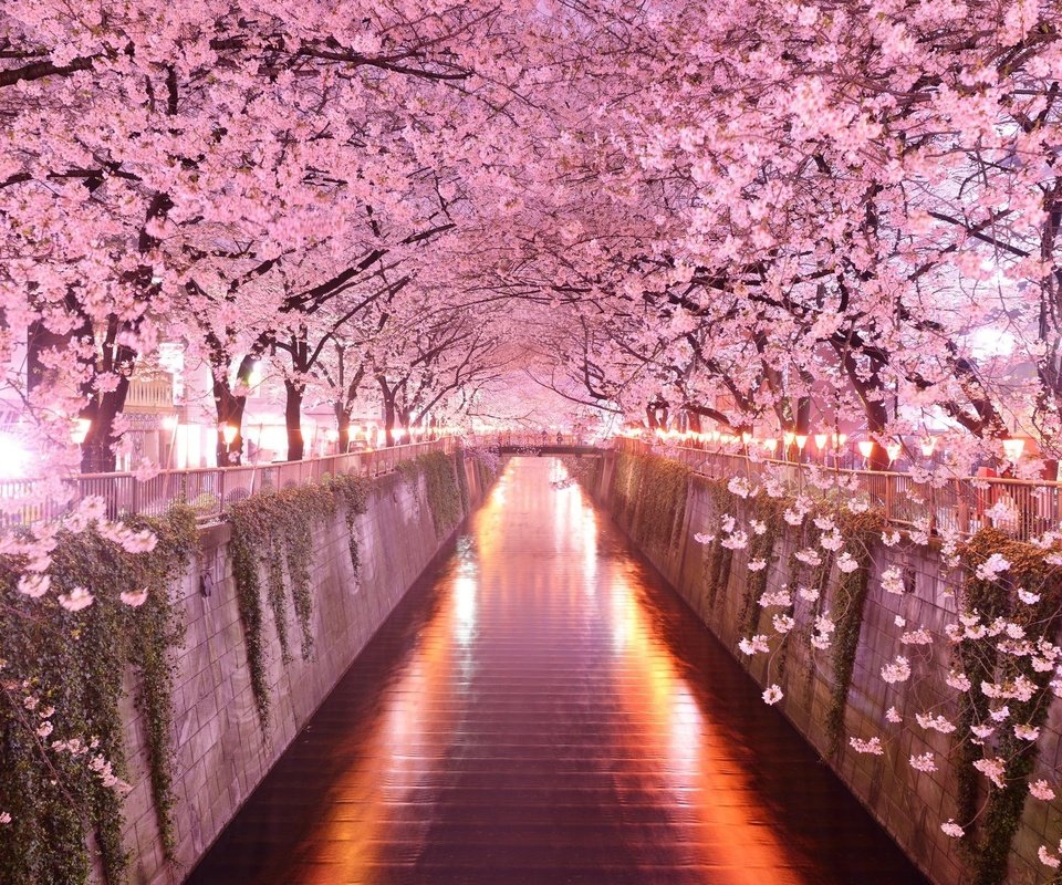 Обои деревья, цветение, мост, весна, сакура, trees, flowering, bridge, spring, sakura разрешение 2048x1367 Загрузить