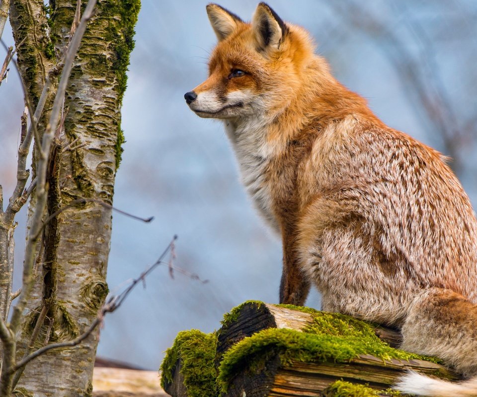 Обои дерево, животные, рыжая, лиса, профиль, мох, лисица, хвост, tree, animals, red, fox, profile, moss, tail разрешение 4829x2716 Загрузить