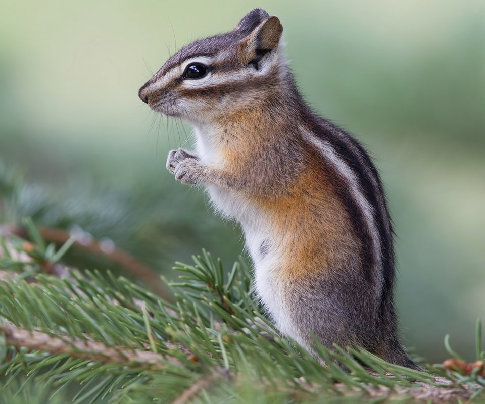 Обои хвоя, фон, животные, ветки, дикая природа, бурундук, грызуны, needles, background, animals, branches, wildlife, chipmunk, rodents разрешение 1920x1080 Загрузить