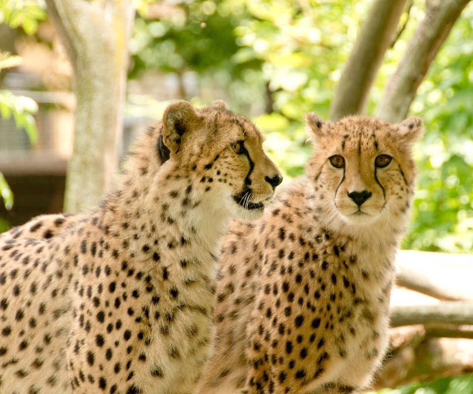 Обои природа, африка, отдых, хищники, гепард, гепарды, nature, africa, stay, predators, cheetah, cheetahs разрешение 4800x3200 Загрузить