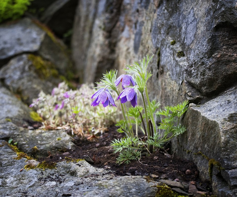 Обои цветы, камни, боке, прострел, пульсатилла, flowers, stones, bokeh, cross, pulsatilla разрешение 2048x1367 Загрузить