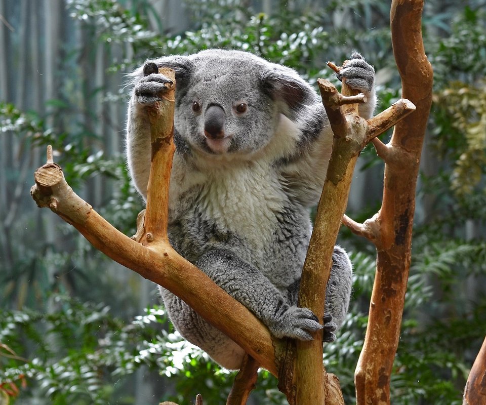 Обои природа, дерево, животные, коала, сумчатые, nature, tree, animals, koala, marsupials разрешение 2730x1920 Загрузить