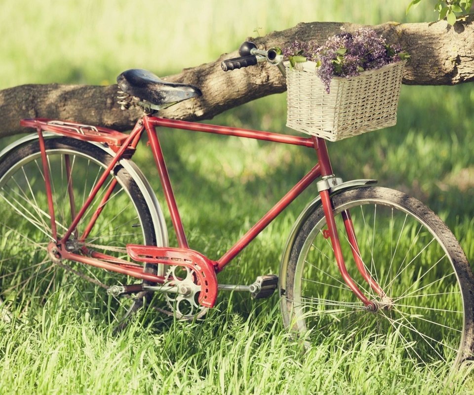 Обои корзинка с цветами, старый велосипед, a basket of flowers, old bike разрешение 1920x1200 Загрузить