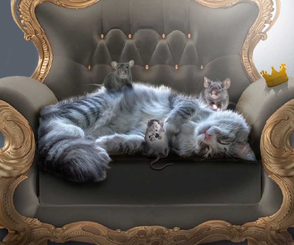 Обои кот, мордочка, усы, кошка, кресло, мышки, крысы, cat, muzzle, mustache, chair, mouse, rats разрешение 2700x2160 Загрузить