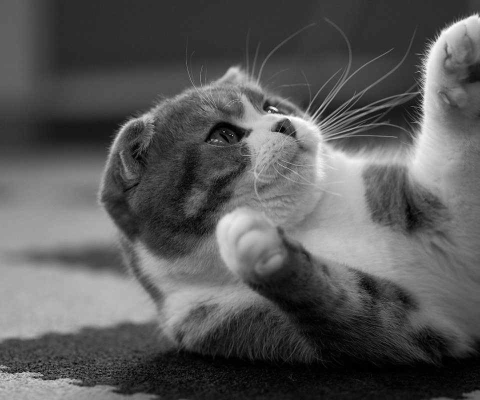 Обои кот, кошка, чёрно-белое, лапки, скоттиш-фолд, шотландская вислоухая кошка, cat, black and white, legs, scottish fold, scottish fold cat разрешение 7360x4912 Загрузить