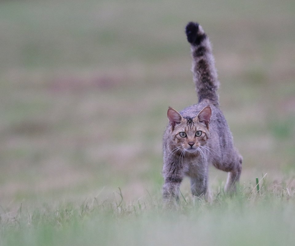 Обои трава, кот, мордочка, усы, кошка, взгляд, боке, grass, cat, muzzle, mustache, look, bokeh разрешение 2560x1707 Загрузить