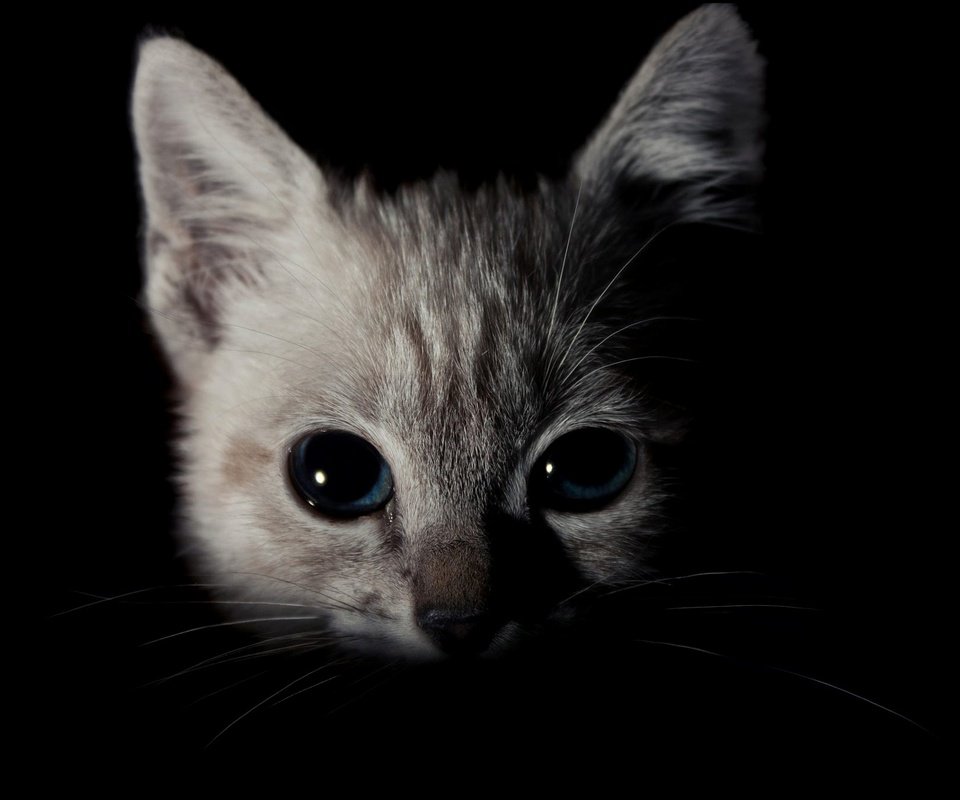 Обои кот, кошка, взгляд, котенок, мордашка, темнота, голубые глаза, cat, look, kitty, face, darkness, blue eyes разрешение 2393x1346 Загрузить