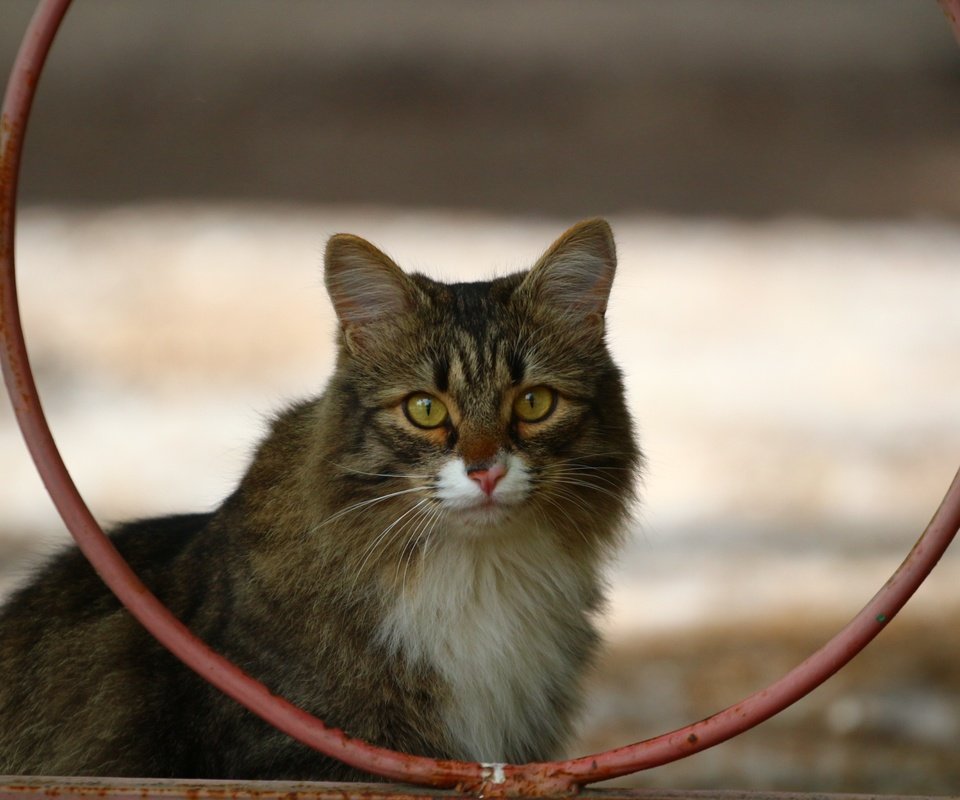 Обои кот, мордочка, усы, кошка, взгляд, забор, cat, muzzle, mustache, look, the fence разрешение 1920x1280 Загрузить