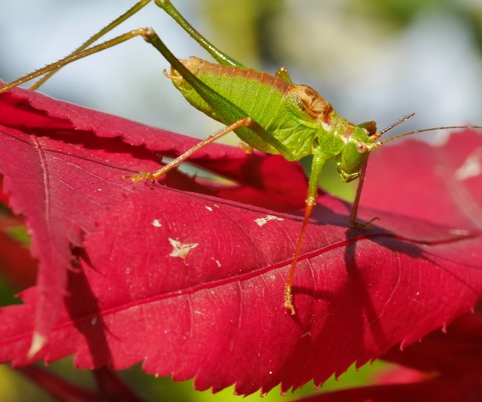 Обои природа, листья, насекомое, кузнечик, nature, leaves, insect, grasshopper разрешение 3840x2160 Загрузить