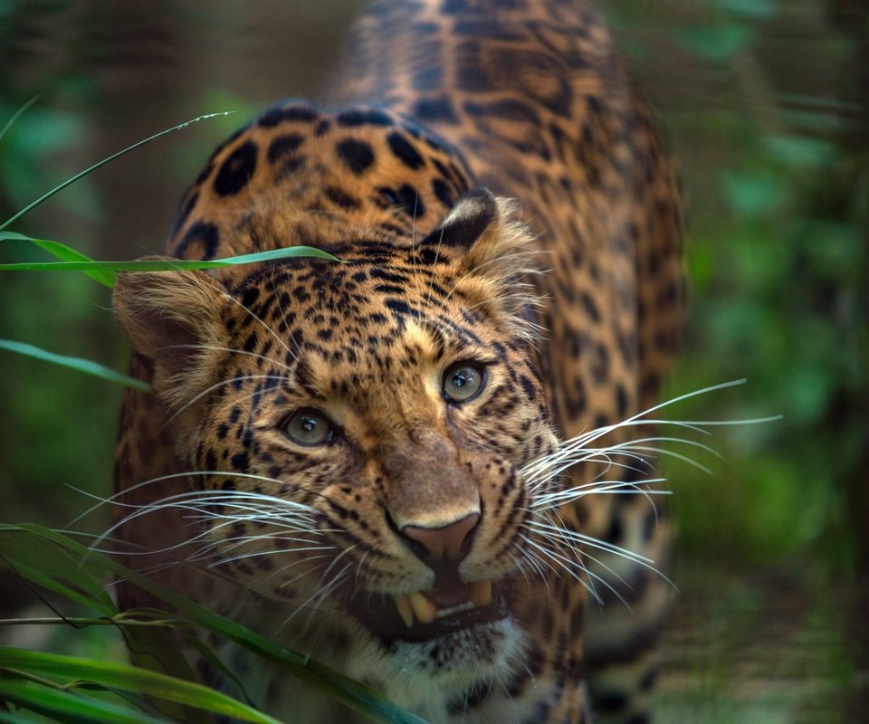 Обои морда, трава, взгляд, леопард, хищник, зубы, дикая кошка, face, grass, look, leopard, predator, teeth, wild cat разрешение 1920x1280 Загрузить