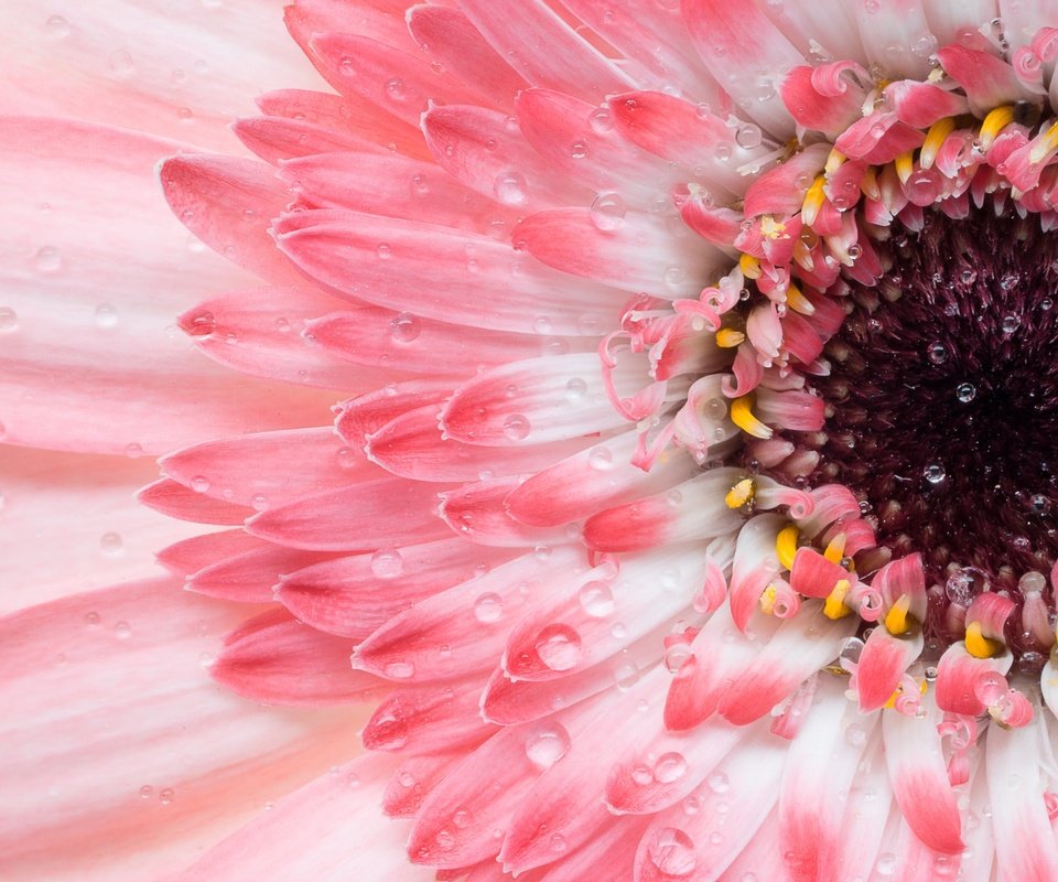 Обои макро, цветок, лепестки, розовая, гербера, macro, flower, petals, pink, gerbera разрешение 2048x1325 Загрузить