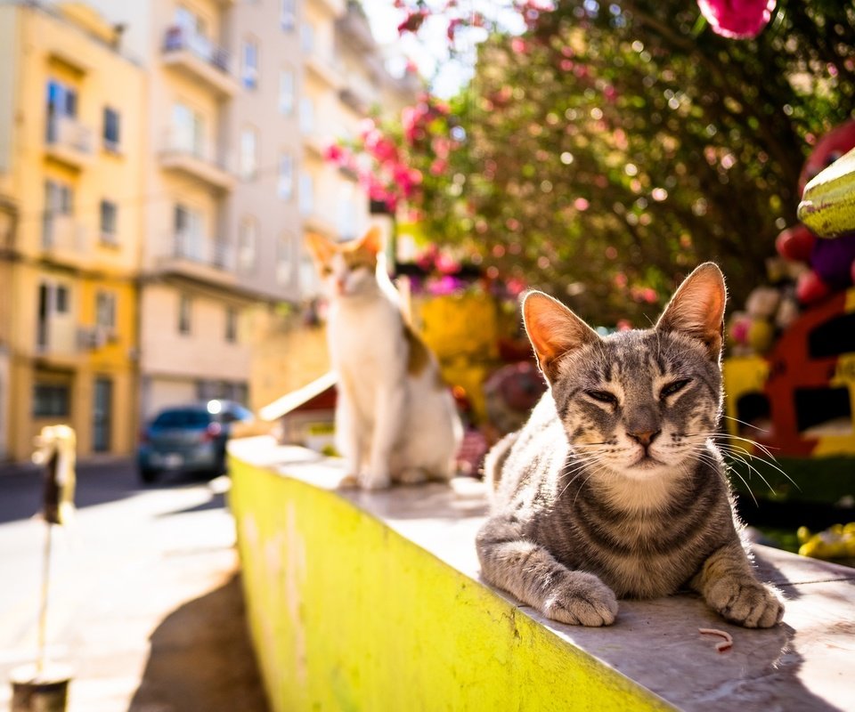 Обои лето, город, улица, коты, кошки, тепло, summer, the city, street, cats, heat разрешение 2048x1365 Загрузить