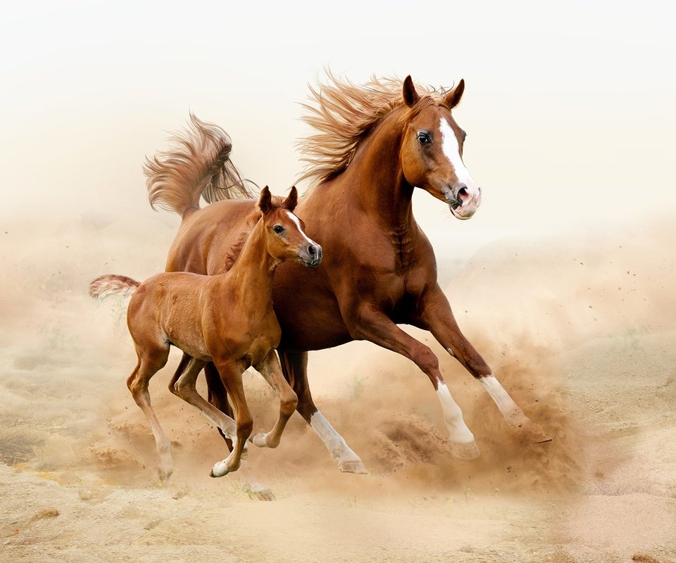 Обои лошадь, лошади, кони, пыль, грива, бег, жеребенок, horse, horses, dust, mane, running, foal разрешение 2560x1706 Загрузить