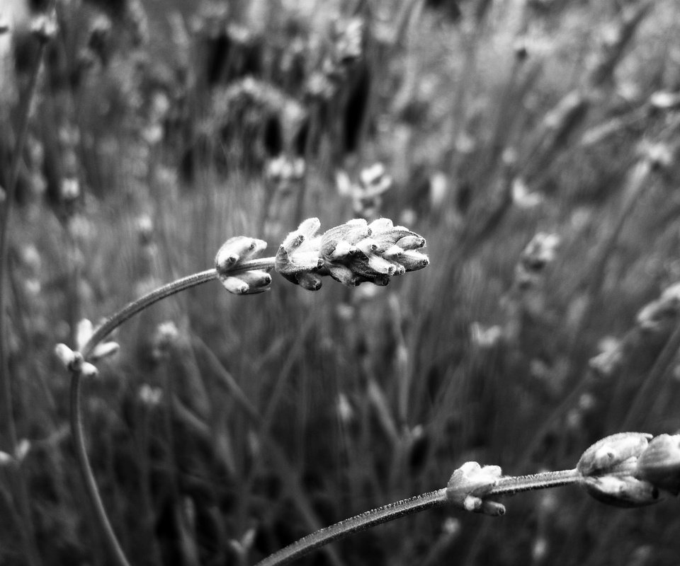 Обои природа, растения, макро, чёрно-белое, размытость, колоски, nature, plants, macro, black and white, blur, spikelets разрешение 2447x1634 Загрузить