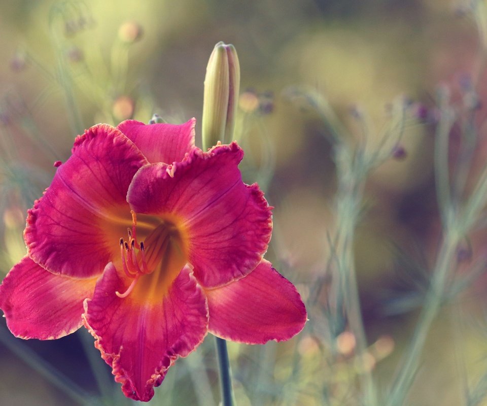 Обои макро, цветок, лепестки, размытость, лилейник, macro, flower, petals, blur, daylilies разрешение 5125x3131 Загрузить