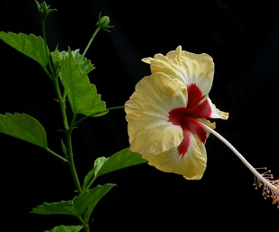 Обои макро, фон, лепестки, гибискус, macro, background, petals, hibiscus разрешение 2048x1205 Загрузить