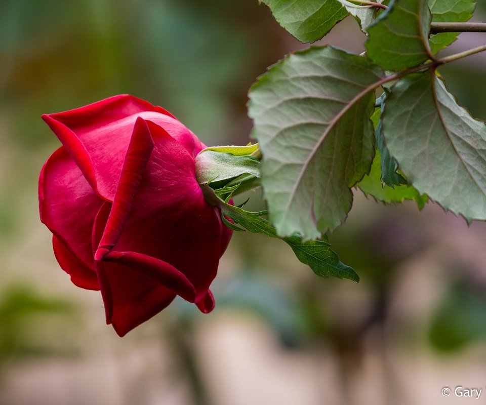 Обои листья, макро, фон, роза, лепестки, размытость, бутон, leaves, macro, background, rose, petals, blur, bud разрешение 2048x1347 Загрузить