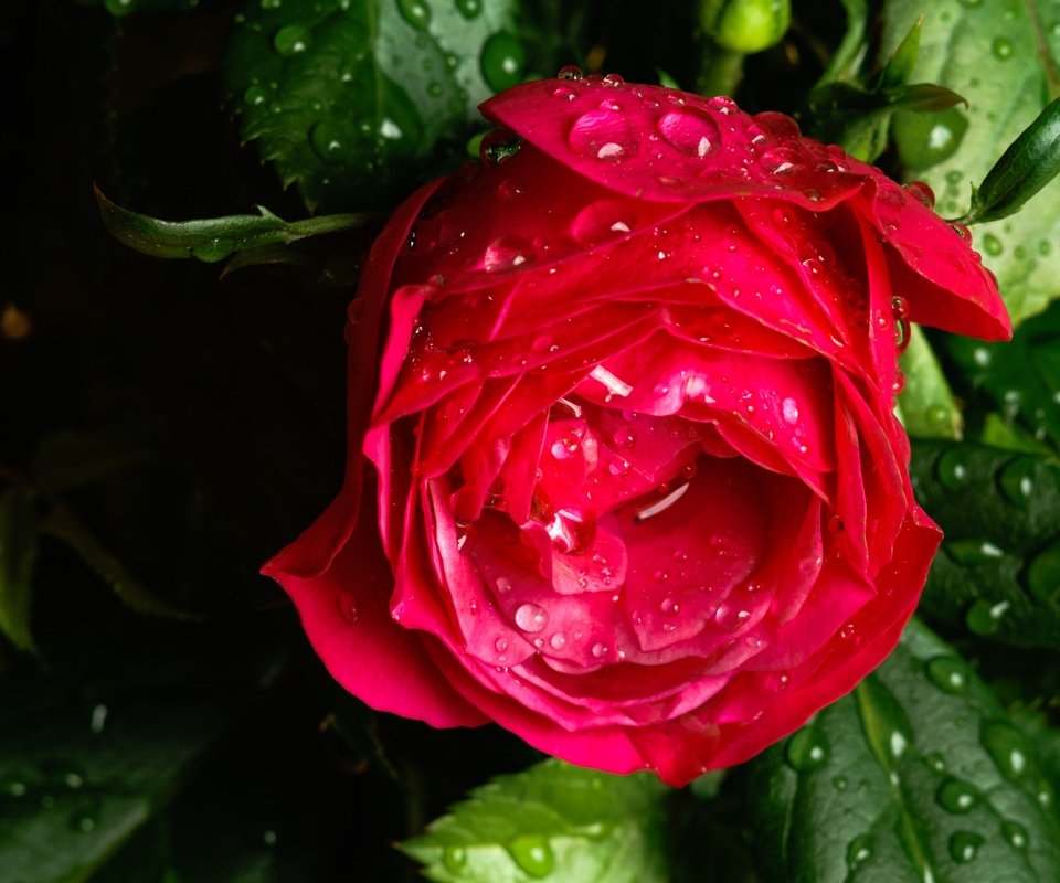 Обои макро, цветок, капли, роза, бутон, после дождя, macro, flower, drops, rose, bud, after the rain разрешение 6000x4000 Загрузить