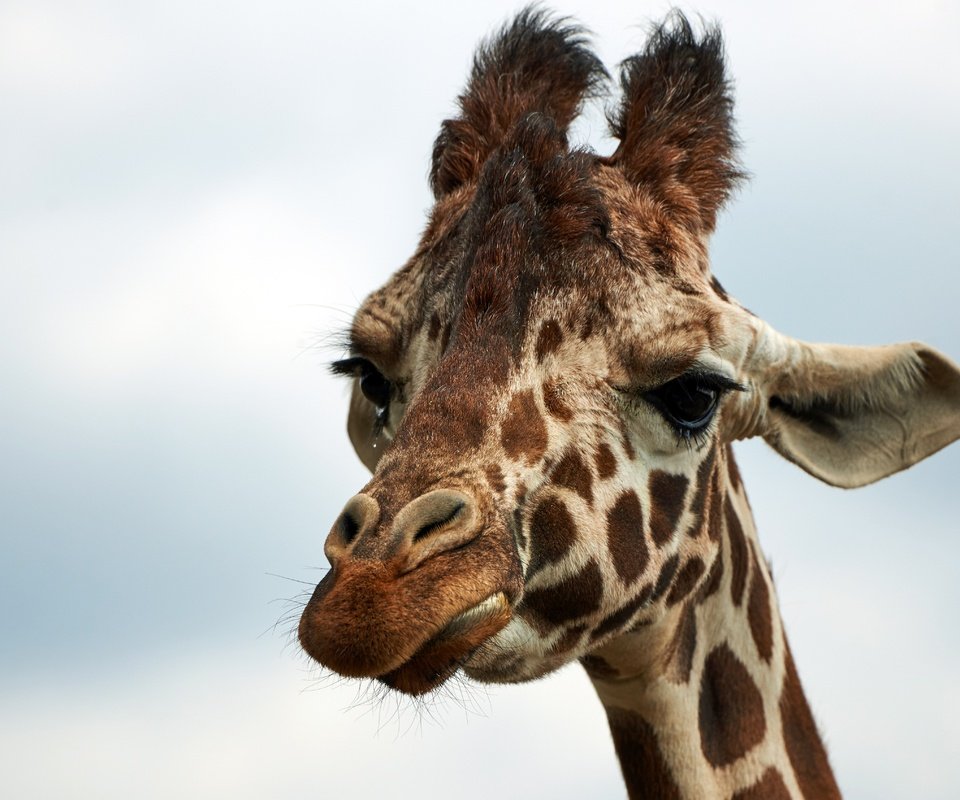 Обои морда, небо, животные, африка, жираф, face, the sky, animals, africa, giraffe разрешение 6016x3384 Загрузить
