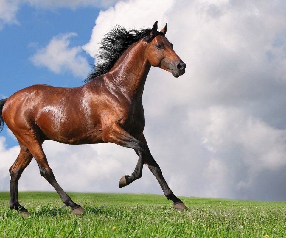 Обои небо, лошадь, трава, облака, конь, грива, хвост, the sky, horse, grass, clouds, mane, tail разрешение 1920x1080 Загрузить