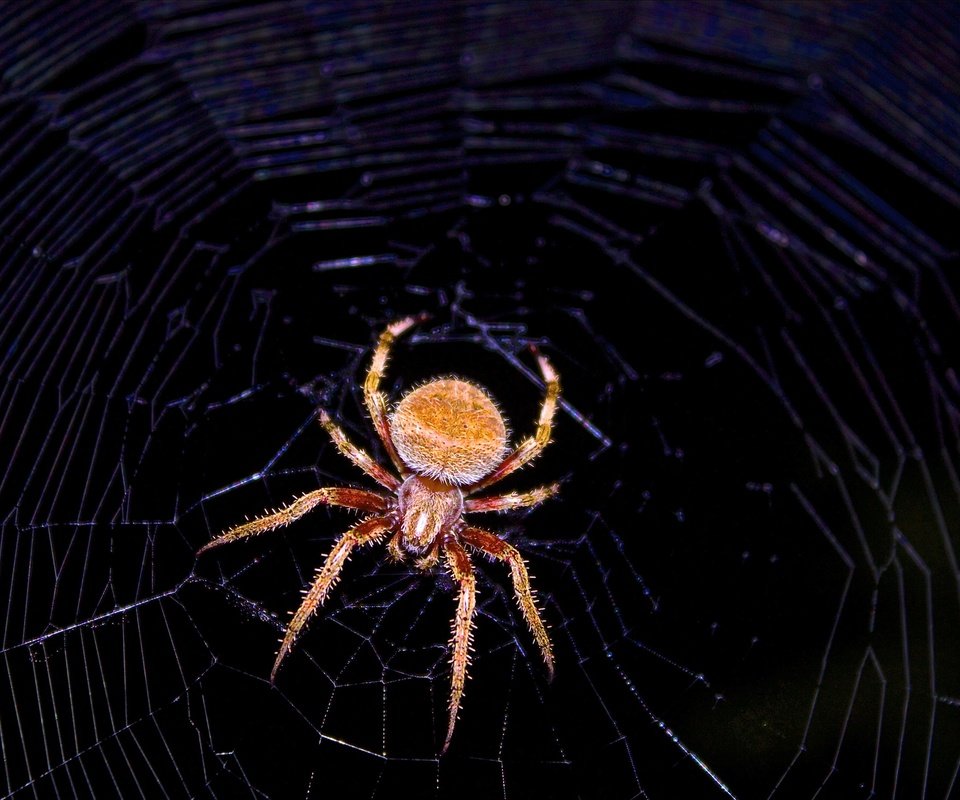 Обои макро, черный фон, паук, паутина, членистоногие, macro, black background, spider, web, arthropods разрешение 2880x1800 Загрузить