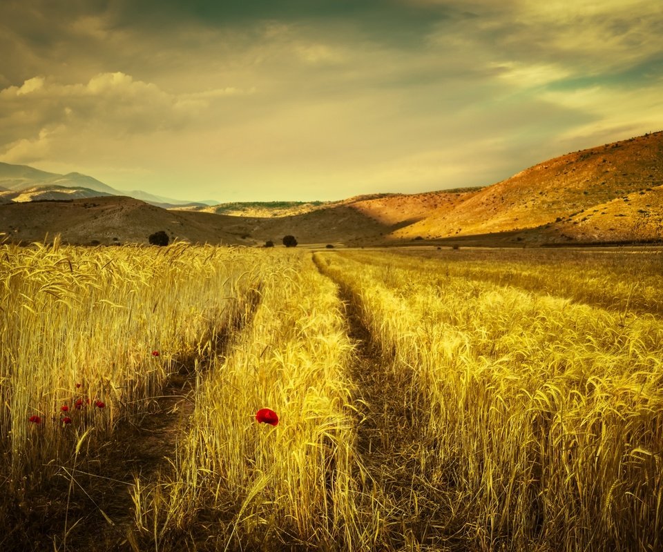 Обои небо, облака, горы, поле, лето, маки, колосья, the sky, clouds, mountains, field, summer, maki, ears разрешение 2560x1707 Загрузить