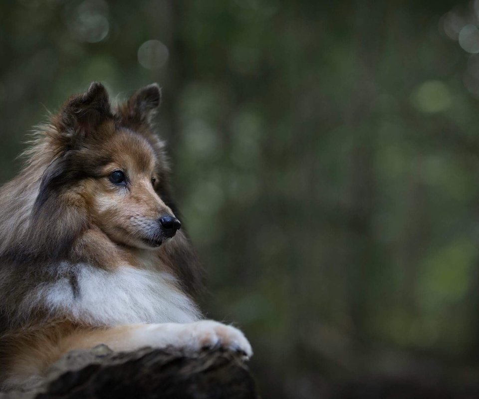 Обои портрет, собака, животное, пес, шелти, шетландская овчарка, portrait, dog, animal, sheltie, shetland sheepdog разрешение 2048x1365 Загрузить