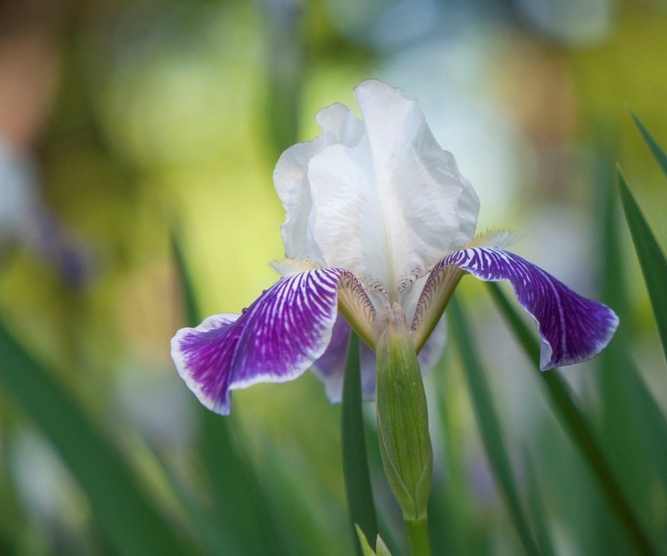 Обои природа, цветок, лепестки, ирис, касатик, nature, flower, petals, iris разрешение 4288x2848 Загрузить