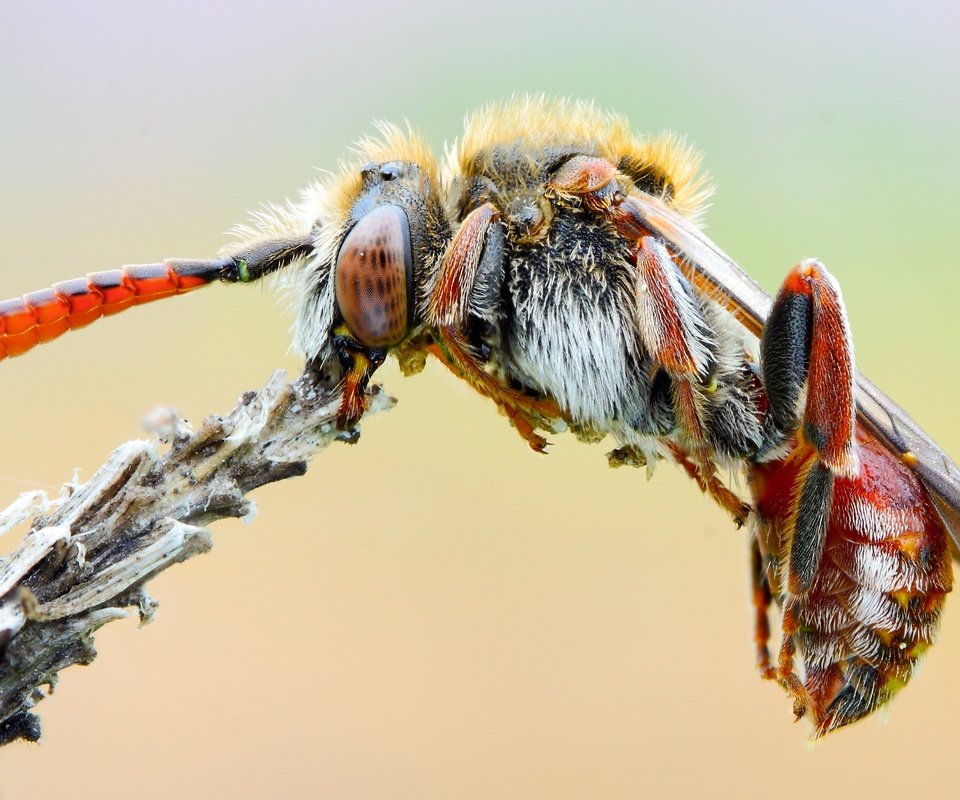 Обои природа, макро, насекомое, фон, растение, усики, пчела, оса, nature, macro, insect, background, plant, antennae, bee, osa разрешение 3587x2017 Загрузить