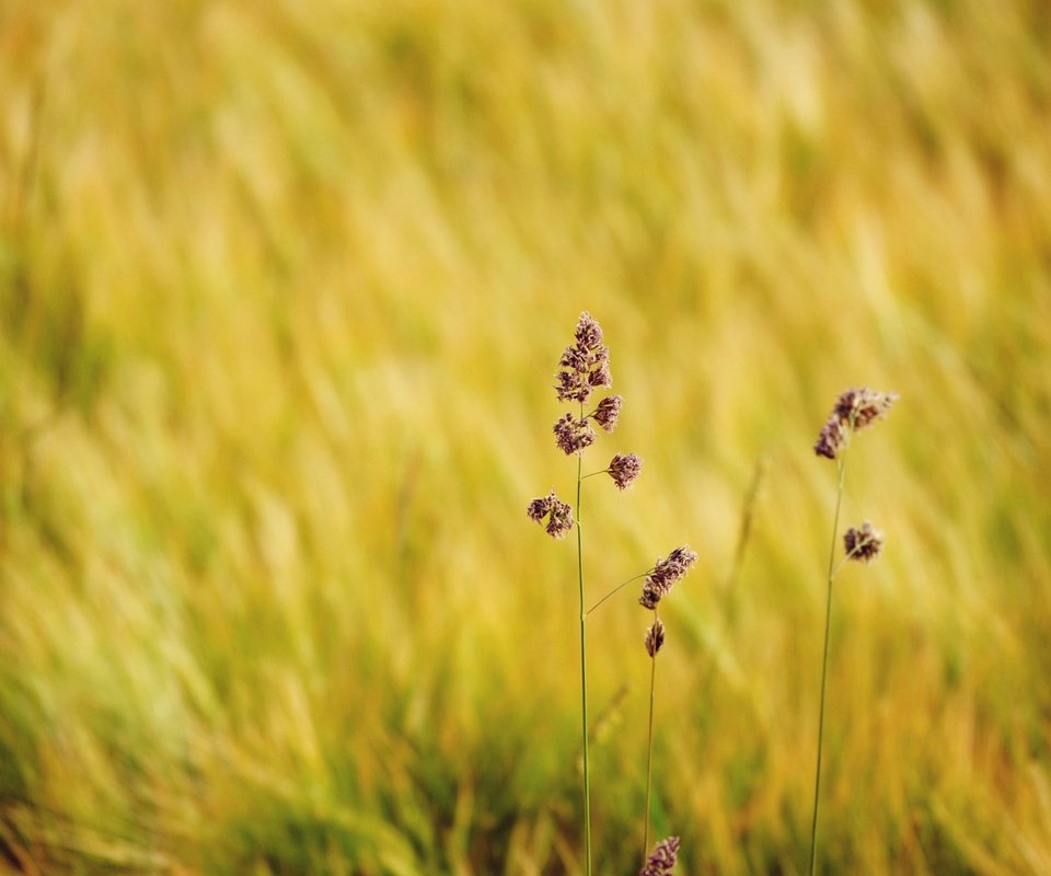 Обои трава, природа, макро, поле, размытость, полевые цветы, grass, nature, macro, field, blur, wildflowers разрешение 1936x1296 Загрузить