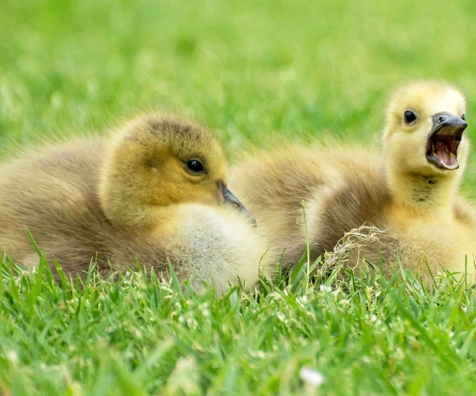 Обои трава, птицы, клюв, перья, птенцы, гуси, гусята, grass, birds, beak, feathers, chicks, geese, the goslings разрешение 2048x1310 Загрузить