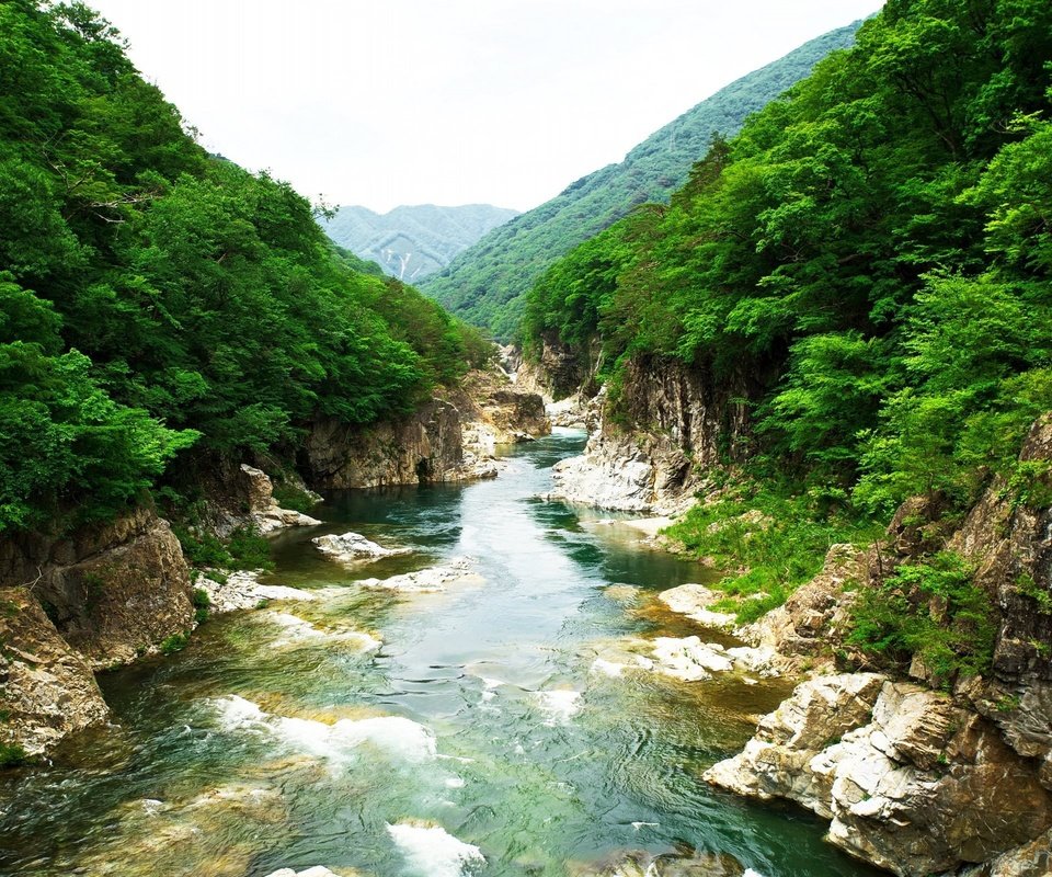 Обои река, скалы, природа, камни, растения, япония, river, rocks, nature, stones, plants, japan разрешение 2560x1600 Загрузить