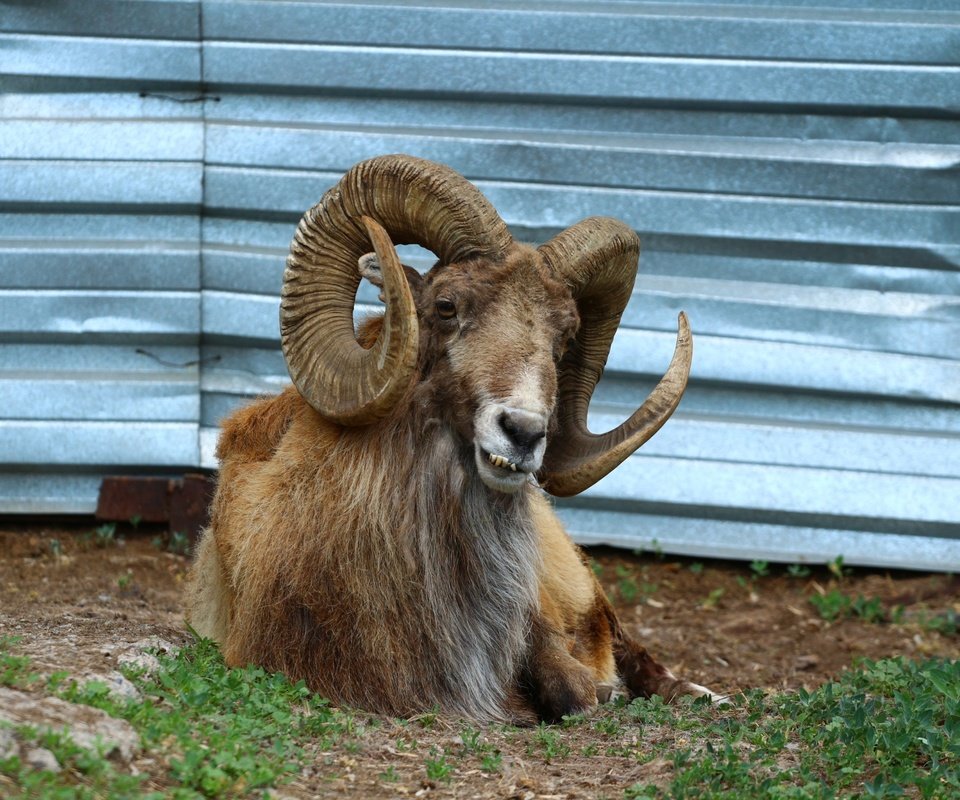 Обои животное, рога, зоопарк, баран, закрученные, рогатый, муфлон, animal, horns, zoo, ram, twisted, horny, mouflon разрешение 1920x1280 Загрузить