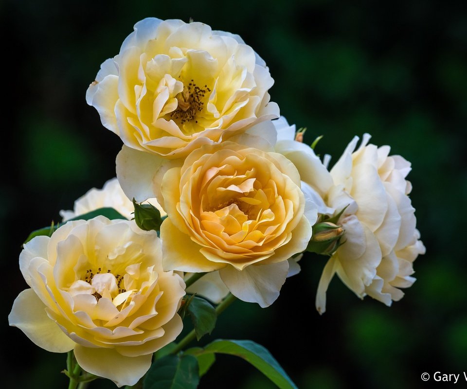 Обои цветы, бутоны, розы, лепестки, куст, желтые, flowers, buds, roses, petals, bush, yellow разрешение 2048x1365 Загрузить