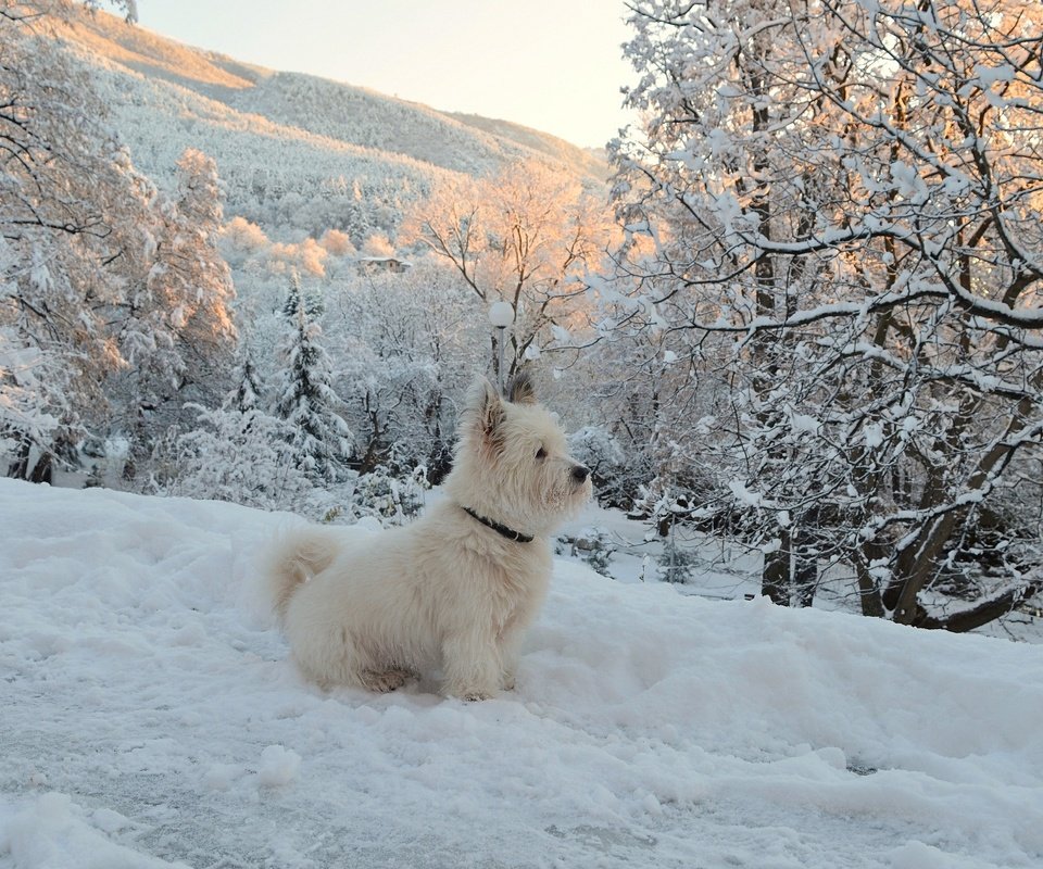 Обои деревья, собачка, вест-хайленд-уайт-терьер, снег, зима, мордочка, ветки, взгляд, собака, щенок, trees, the west highland white terrier, snow, winter, muzzle, branches, look, dog, puppy разрешение 2963x1869 Загрузить