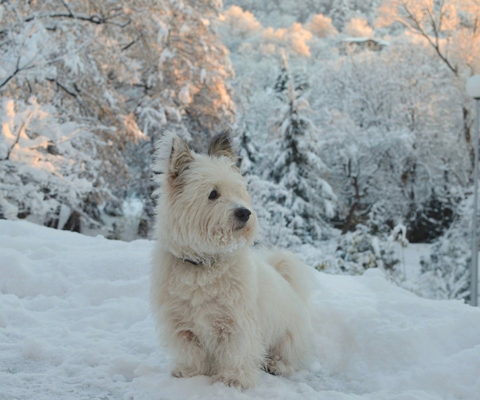 Обои снег, зима, собачка, вест-хайленд-уайт-терьер, snow, winter, dog, the west highland white terrier разрешение 2963x1837 Загрузить